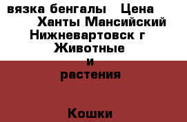 вязка бенгалы › Цена ­ 9 000 - Ханты-Мансийский, Нижневартовск г. Животные и растения » Кошки   . Ханты-Мансийский,Нижневартовск г.